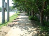 防草土による公園の通路への雑草対策