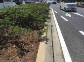 防草土・防草材による和歌山市 国道42号中央分離帯端部（道路/植樹帯）の雑草対策 施工事例