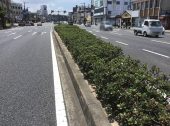 防草土・防草材による和歌山市 国道42号中央分離帯端部（道路/植樹帯）の雑草対策 施工事例